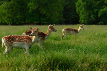 Group of three fallow deer in a field of green grass. Fallow of nara deer in spring..