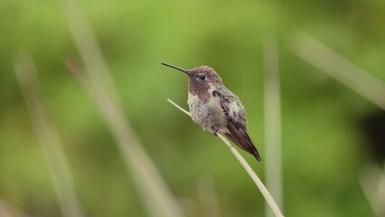 Wall Mural - A male Anna's hummingbird grooms his feathers to keep himself in top condition for defending his territory while a gentle summer shower sends raindrops down around him. 