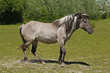 Tarpan Horse, equus caballus gmelini