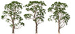 eucalyptus, trees, plants, group, hq, arch viz, cutout 3d render