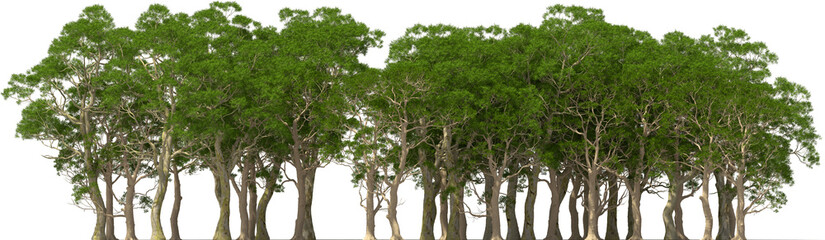 Wall Mural - eucalyptus, trees, forest, plants, group, hq, arch viz, cutout 3d render