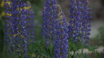 Poster - purple flowers lupins summer closeup.