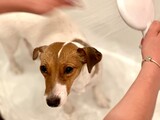 Fototapeta Zwierzęta - Washing a Jack Russell Terrier dog in the shower.