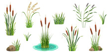 Reeds On White. Set Of Elements Of Tall Marsh Grass With Cattail. Vector Illustration Of Lake Vegetation. River Thickets