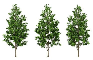 Wall Mural - green liquidambar formosana trees on transparent background, outdoor plants, maple tree, 3d render i