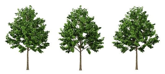 Sticker - Green liquidambar formosana trees on transparent background, outdoor plants, maple tree, 3d render illustration.