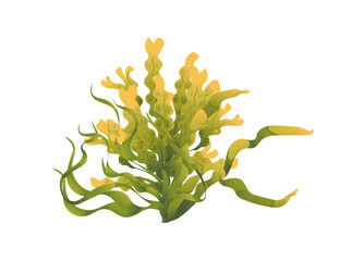 Wall Mural - plants and aquatic marine seaweed vector illustration isolated on white background