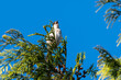 piegża (Sylvia curruca) mały szary ptak z paskiem na głowie