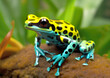Cute poison dart frog, just as dangerous as it is beautiful. Multicolored poison dart frog, one of the most dangerous animals in tropical rainforests.Danger concept. AI generated.