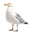 seagull isolated on the transparent background PNG. AI generative.