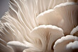 white mushroom close up background