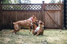 Two Dogs Playing Rough In Backyard. Young Dogs Play Fighting With Open Mouth And Teeth. Aggressive Behavior Or Dominance. 1 Year Old Dog Friends. Boxer Pitbull And Harrier Mix Dog. Selective Focus.