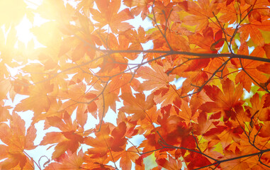 Wall Mural - red maple autumn foliage sunny background