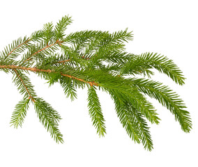 natural green spruce branch