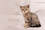 Fototapeta Koty - Beautiful scottish straight kitten looking up on grey background