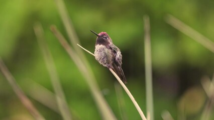 Wall Mural - While raindrops splash around and on him a male Anna's hummingbird sits on the end of a yucca leaf fluffing out his feathers during a gentle summer rain shower. 