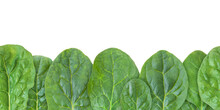 Green Spinach Leaves Seamless Horizontal Border Isolated Transparent Png. Spinacia Oleracea Leaf Vegetable.
