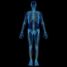 Full Body Scan Showing Skeleton Digitally On Screen, Futuristic Digital Health Scan Of The Body. The Future Of AI Medical Screenings To Search For Health Conditions. Generative AI.