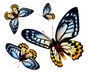 Wall Mural - Color butterflies as set, isolated on white