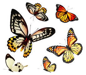 Wall Mural - Color butterflies as set, isolated on white