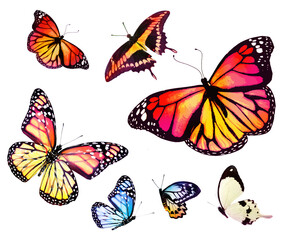 Wall Mural - Color butterflies as set, isolated on white