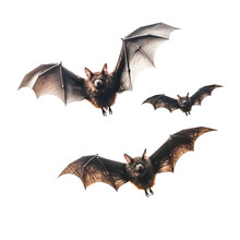 Bats Isolated On A Transparent Background, Generative Ai