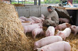 Landwirt schaut nach seinen Schweinen in einer Bewegungsbucht, die mit Stroh ausgelegt ist.