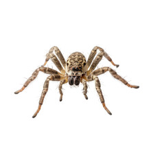 Spider Isolated On A Transparent Background, Generative Ai