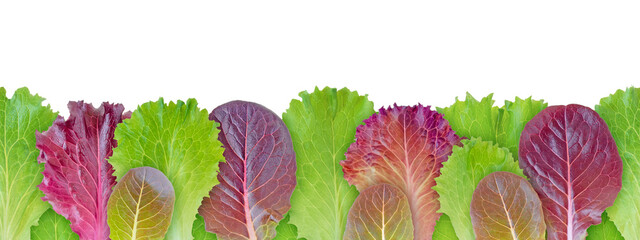 Sticker - Lettuce salad purple and green leaves seamless horizontal border pattern isolated transparent png. Lactuca sativa leaf vegetable.