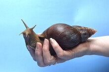 Snail On The Palm