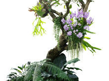 Tropical Plants Bush With Tropical Rainforest Tree With Epiphytes Creeper Plants Staghorn Fern, Bird's Nest Fern, Hanging Dischidia Succulent Plant And Purple Vanda Orchid Flowers 