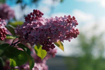 Wall Mural - Spring branch of blossoming lilacs against blue sky background, selective focus.