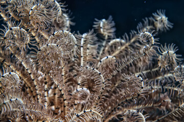 Wall Mural - soft coral underwater background reef ocean