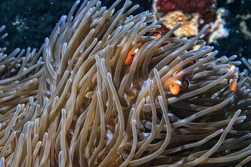 Sticker - clown fish on an anemone underwater reef in the tropical ocean