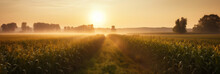 Corn Field At Sunrise, View Of A Farm Field, Generative AI