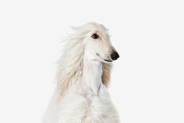 Sticker - Image of beautiful purered white Afghan Hound dog against white studio background. Wind blowing. Concept of animal, dog life, care, beauty, vet, domestic pet. Copy space for ad