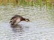 A Red-necked Grebe in Alaska