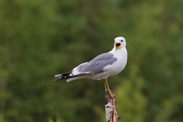 Wall Mural - Springtime Mew Gull in Alaska to Breed