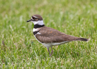 Wall Mural - killdeer in grass