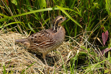 Wall Mural - bobwhite in the grass