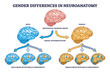 © VectorMine - Gender differences graphic in neuroanatomy with female and male brain outline diagram. Labeled educational scheme with other sex components as information processing influence vector illustration.