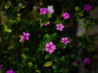 Wall Mural - Beautiful blooming flower in garden 