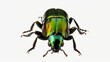 green june beetle bug insect grub coleopt