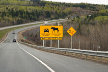 Moose Sign On Side Of Road