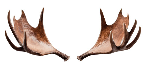 Wall Mural - moose antlers isolated on transparent background - generative ai
