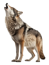 Howling Wolf Isolated On Transparent Background - Generative AI
