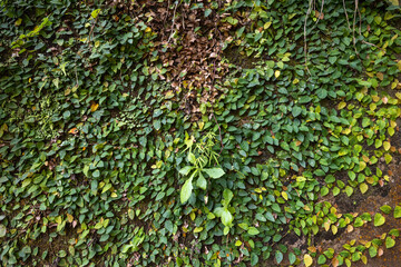 green grass foliage with brown roots showing on top background pattern wallpaper texture nature