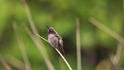 Wall Mural - A male Anna's hummingbird perches on a narrow yucca leaf during a gentle summer rain. In slow motion he watches for intruders to his territory and shakes the rain off that had landed on him. 