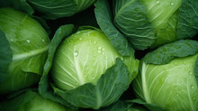 Wet Cabbage With Drops Of Water
