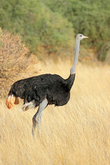 Poster - Male ostrich (Struthio camelus) standing in dry grassland, Kalahari desert, South Africa.